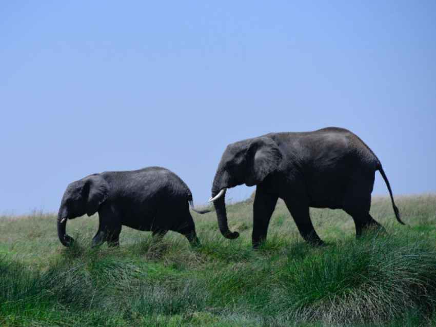 Éléphants