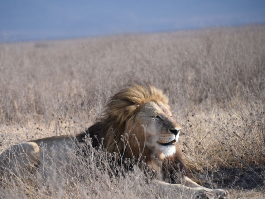 Roi Lion