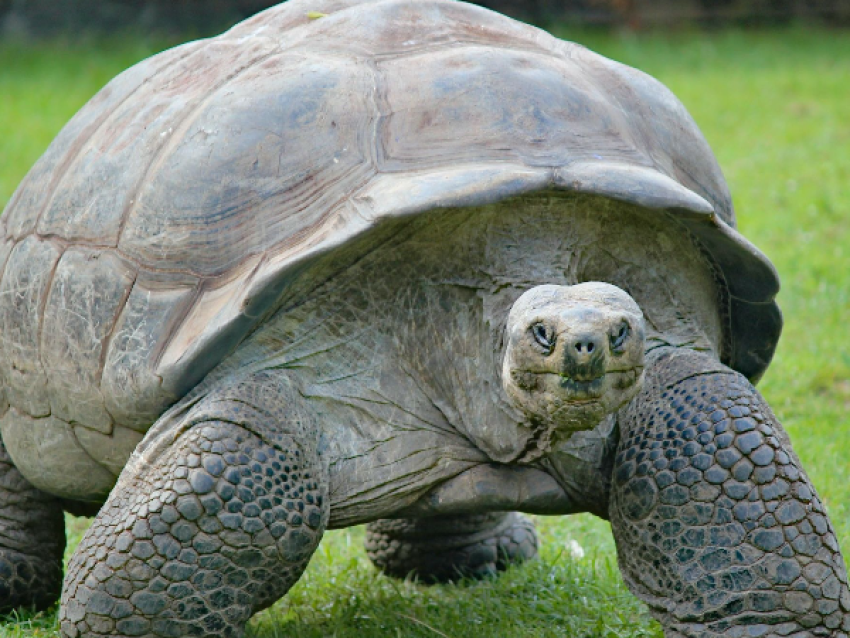 Giant Tortoise