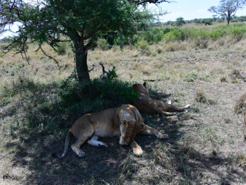 Repos du lion