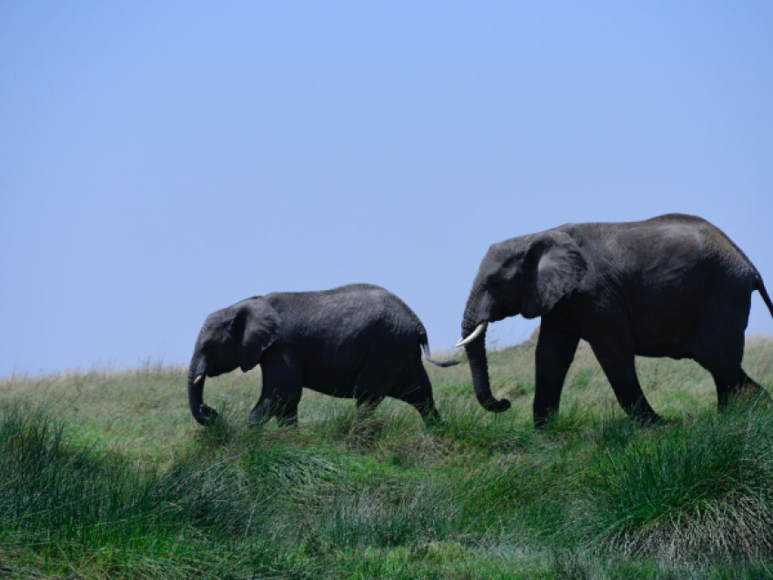 Éléphants géants