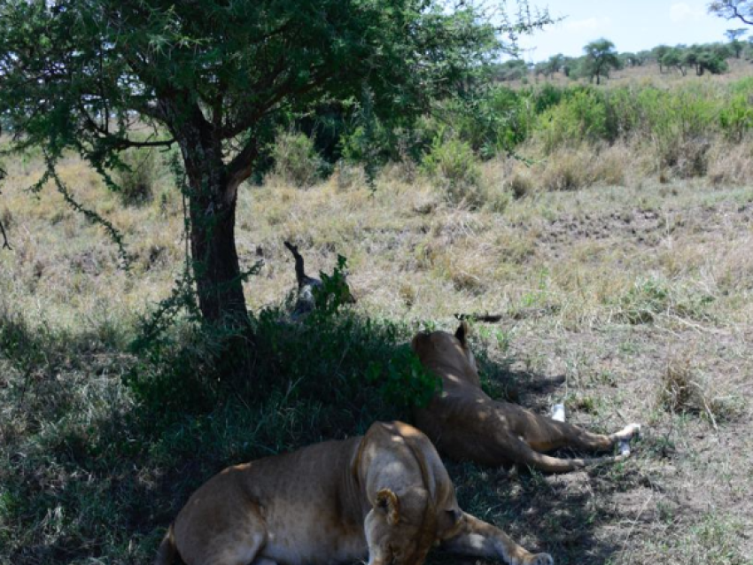 Les lions se reposent