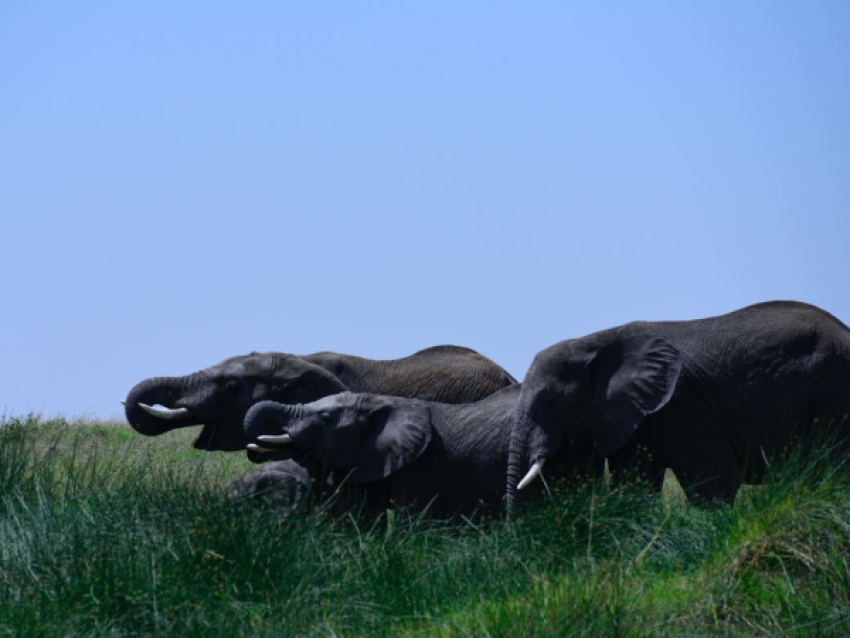 Éléphants