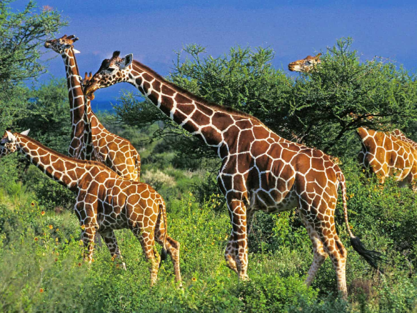 Girafes