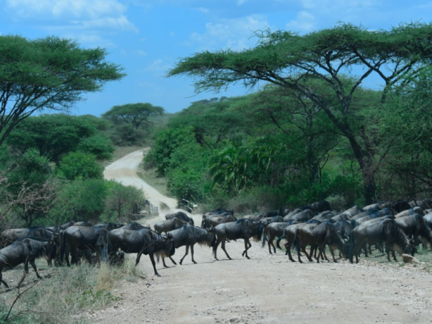 Migration des gnous
