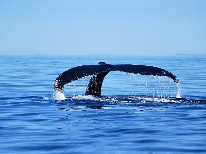 Saut de baleine à bosse
