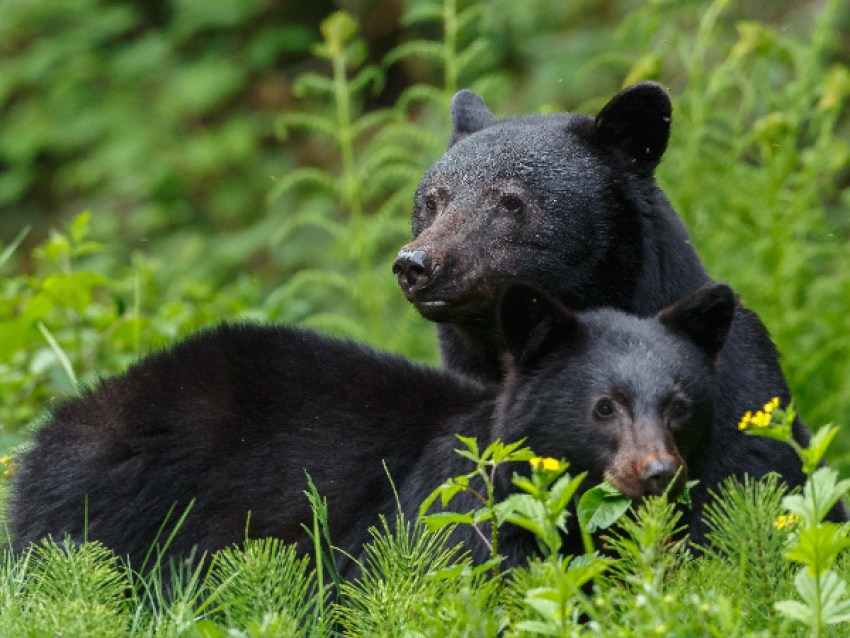 Safari à l'ours dans Charlevoix