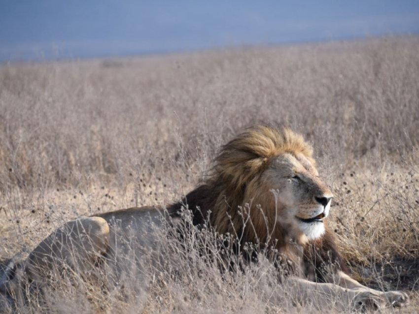 Roi Lion
