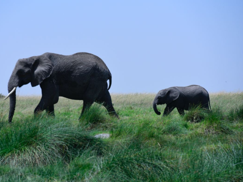 Éléphants géants