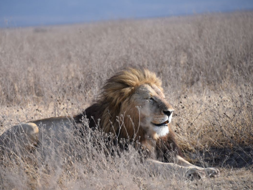 Lion