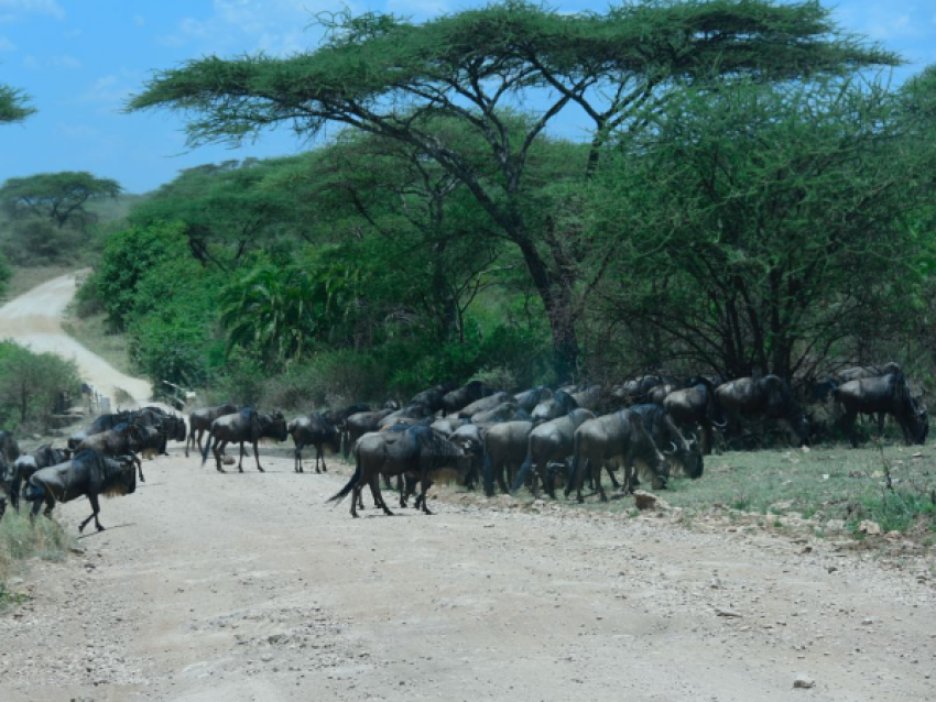 Migration