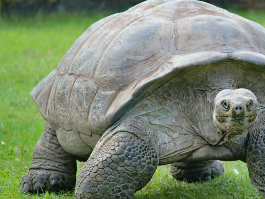 Tortue