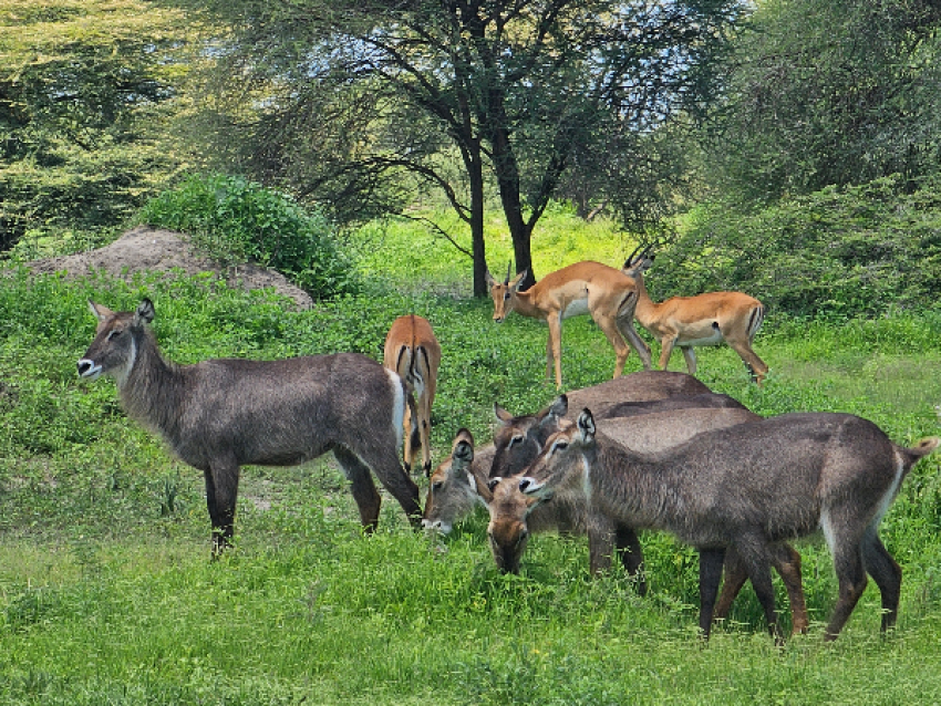 femelle waterbuck et impala