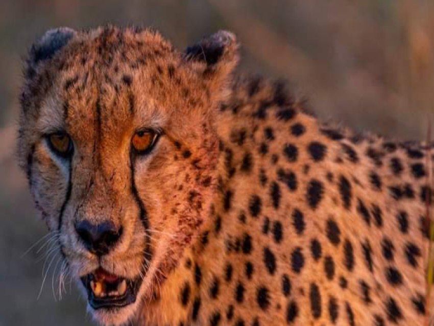 Guépard