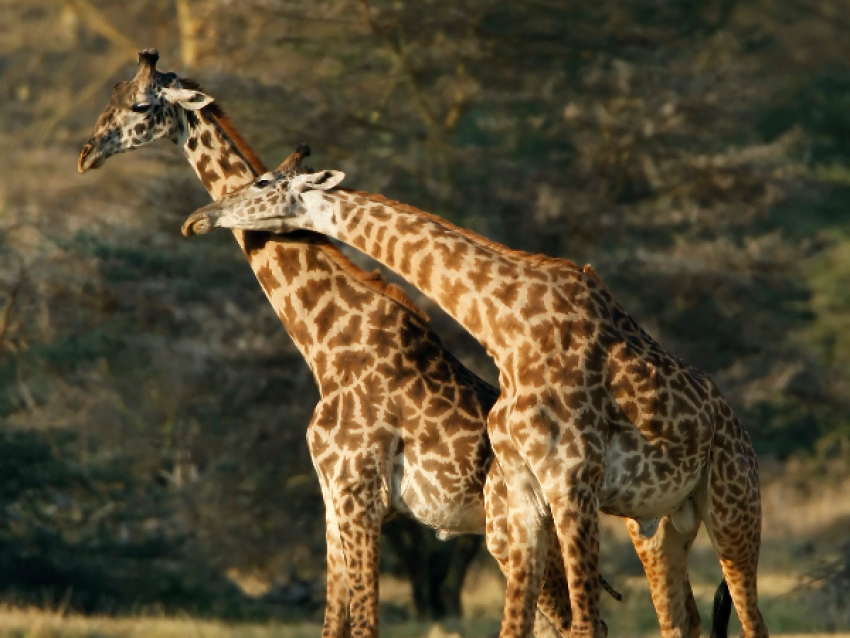 Girrafes
