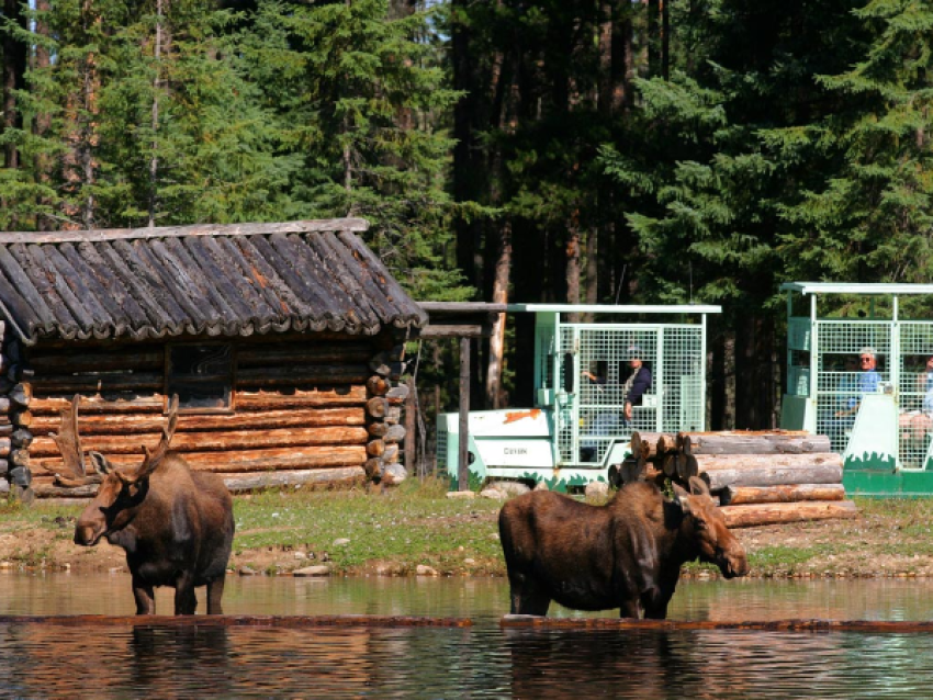 Zoo de Saint-Félicien
