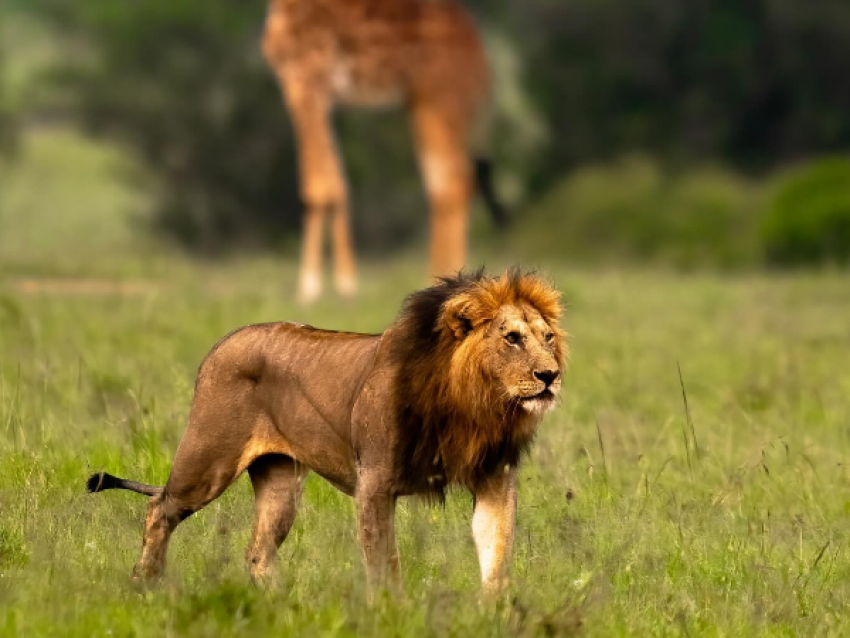 lion dans le mara