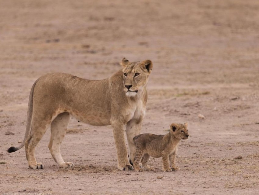 lion et lionceau