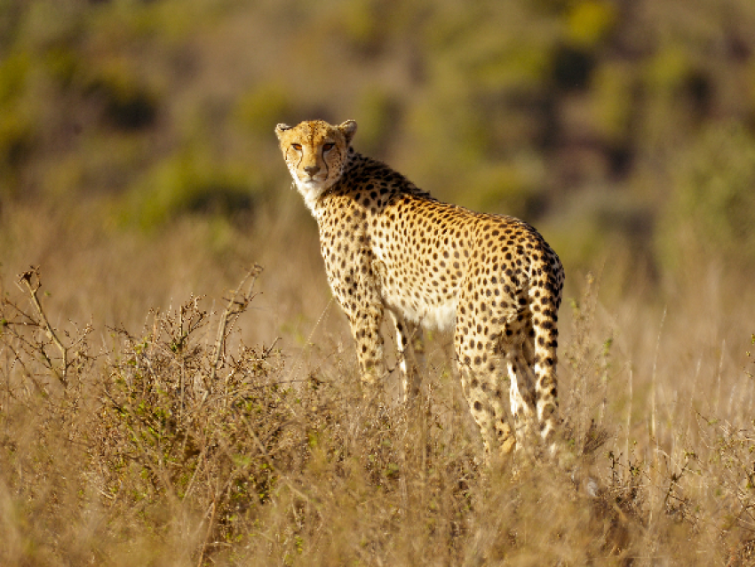 guépard