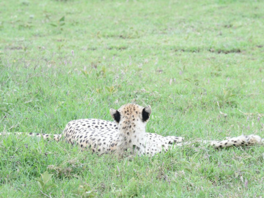 Le guépard s'est couché.