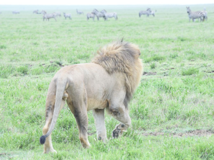 Roi Lion