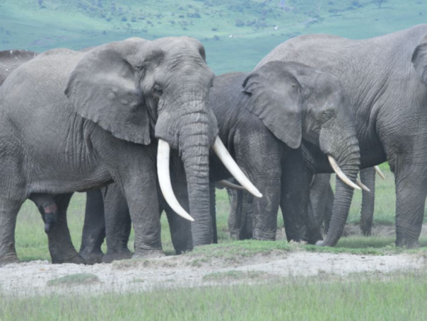 Éléphants géants