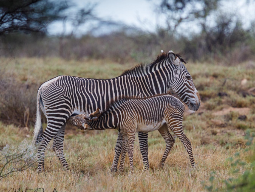 ZEBRA DE GREVY
