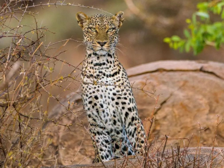 LEOPARD
