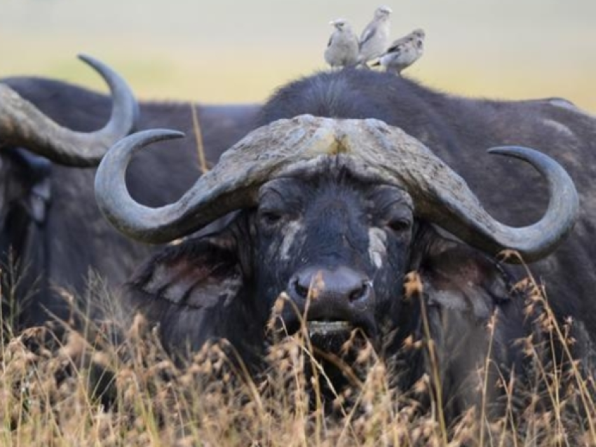 BUFFALO