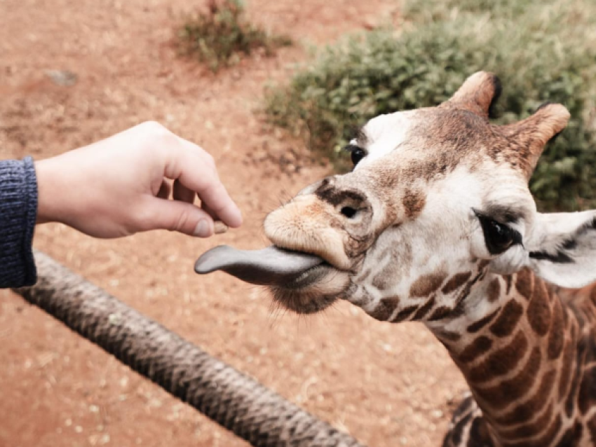 girafe