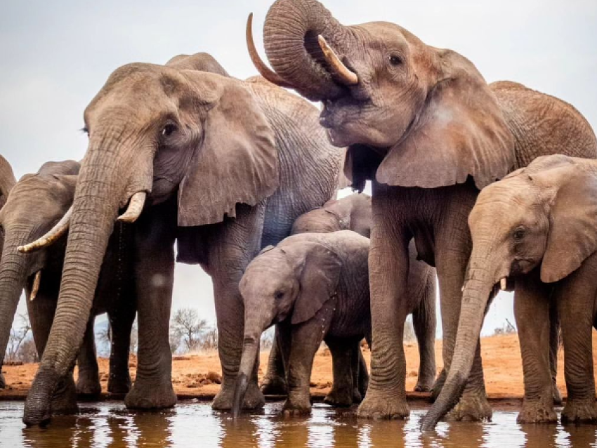 éléphants de la réserve de Lumo