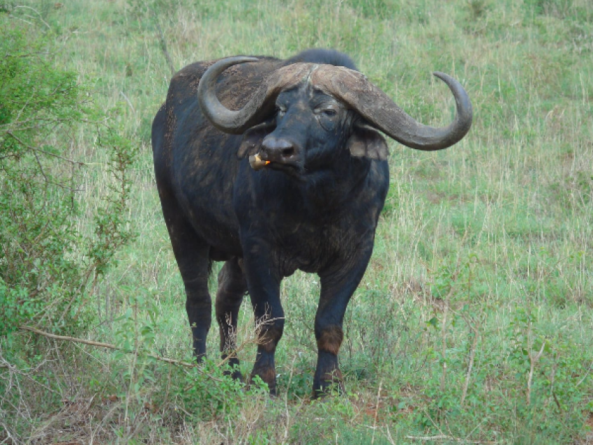Buffles à Lumo Conservancy