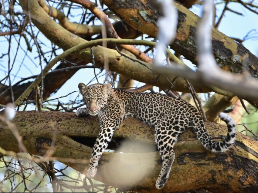Léopard à Oserengoni Conservancy