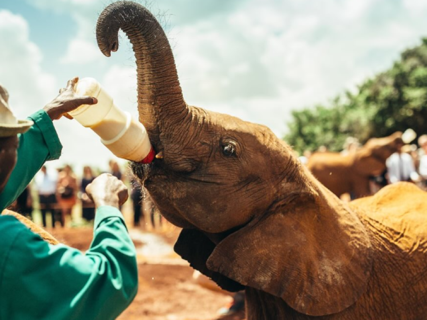 David Sheldrick Wildlife Trust