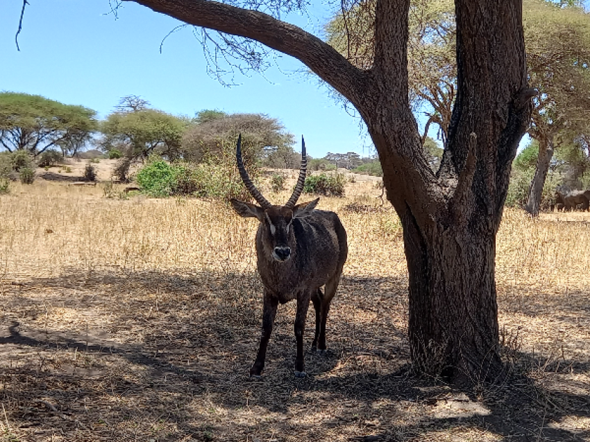 Tarangire