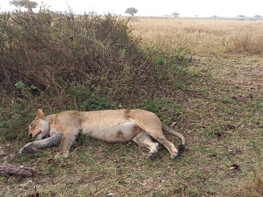 Manyara