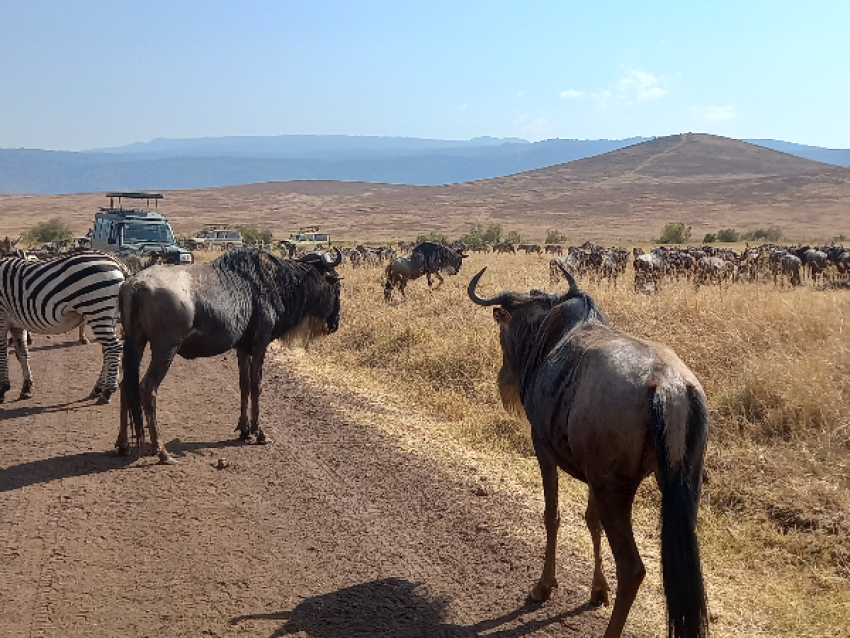 Serengeti