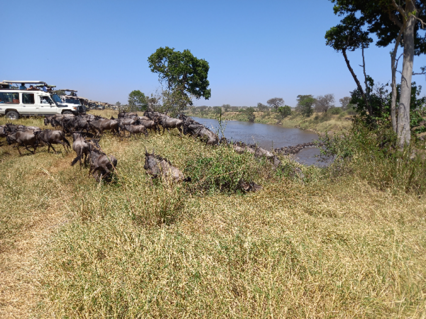 Serengeti
