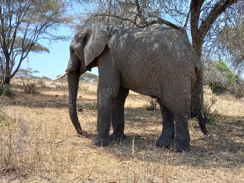 Tarangire