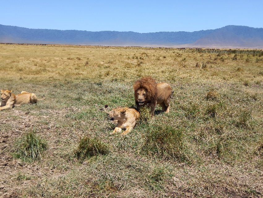 manyara
