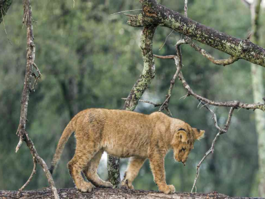 Tarangire
