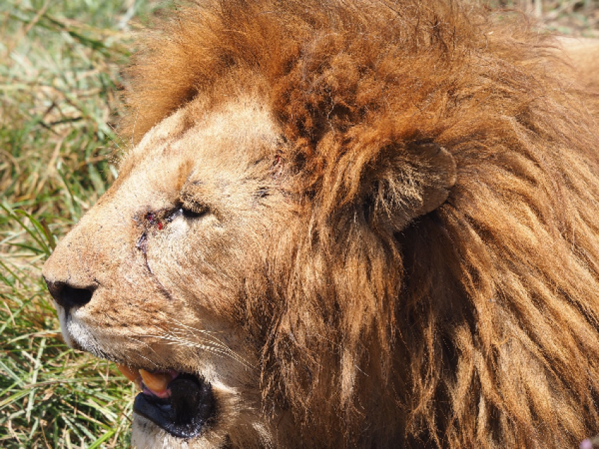 MANYARA