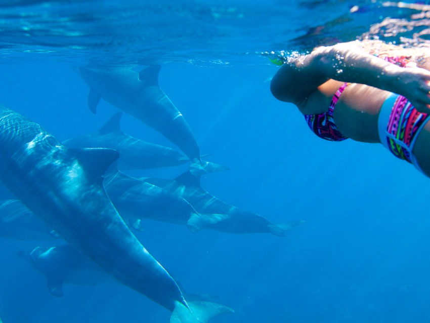 DOLPHIN