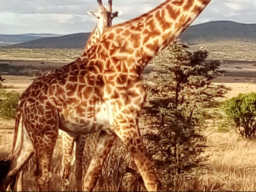 Girafes