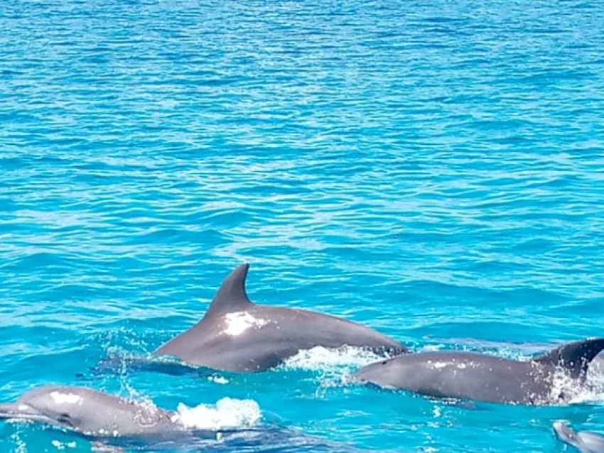 Nage avec les dauphins