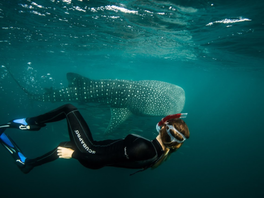 Requin à fanons
