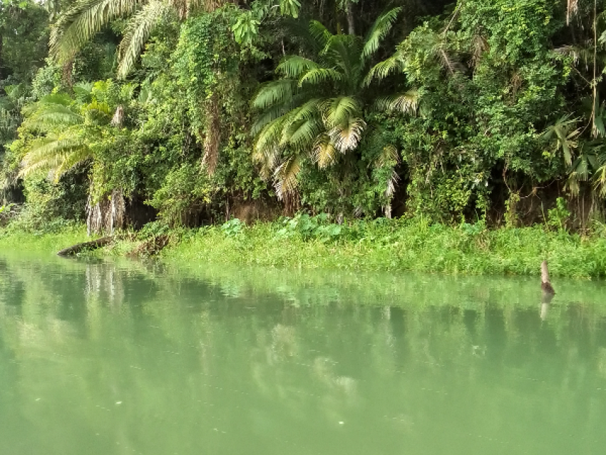 Gatun