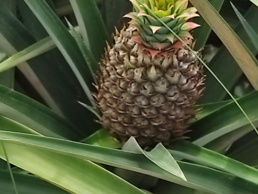ananas