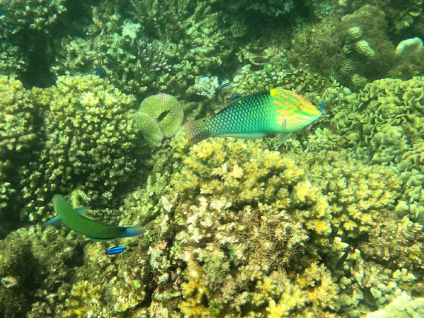 Fonds sous marins à Ras Ali
