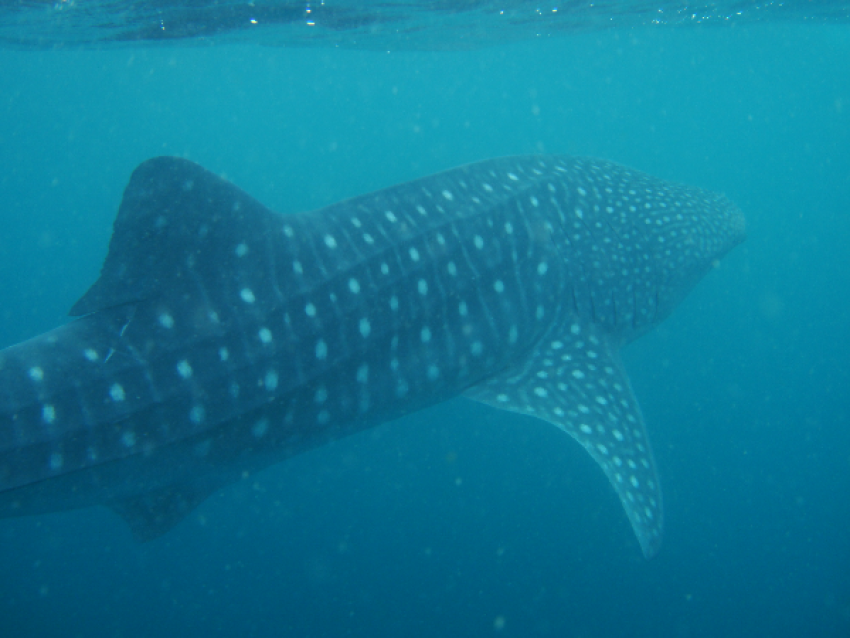 Requin baleine au large d'Arta